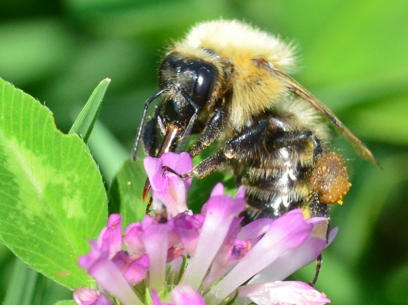 Apidae: Bombus (Thoracobombus) pascuorum